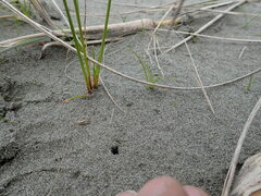 Anoteropsis litoralis