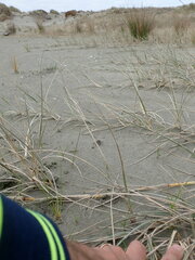 Anoteropsis litoralis