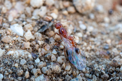 Solenopsis xyloni