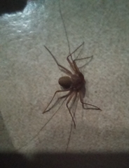 Charinus ioanniticus