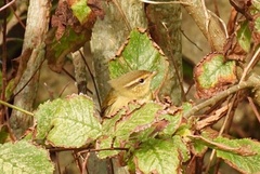 Phylloscopus schwarzi