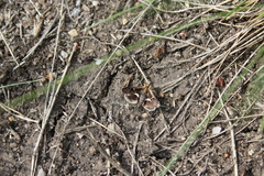 Titanio normalis