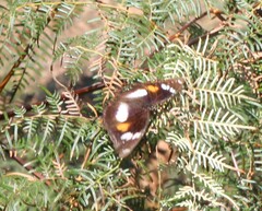 Hypolimnas bolina nerina