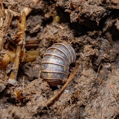 Armadillidium vulgare