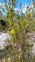 Hibbertia linearis