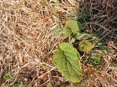 Helichrysum nudifolium