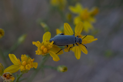 Epicauta fortis