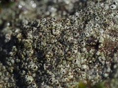 Circinaria caesiocinerea