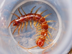 Lithobius forficatus