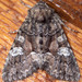 Wandering Brocade Moth - Photo (c) M. Goff, some rights reserved (CC BY-NC-SA), uploaded by M. Goff