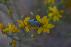 Epicauta fortis