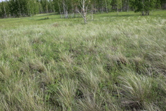 Stipa pennata