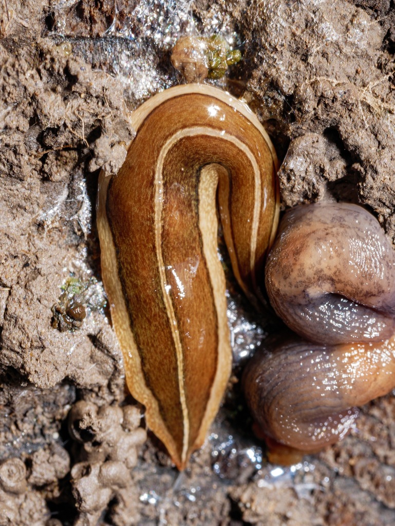Newzealandia graffii