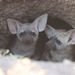 Eastern Aardwolf - Photo (c) bnchapple, some rights reserved (CC BY-NC)