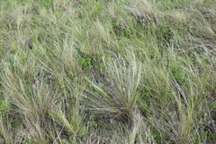 Stipa pennata