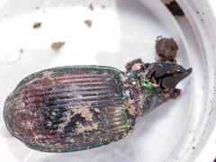 Megadromus antarcticus