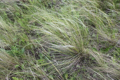 Stipa pennata