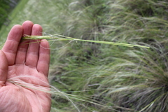 Stipa pennata