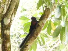 Callosciurus prevostii pluto