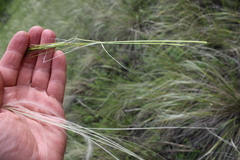 Stipa pennata
