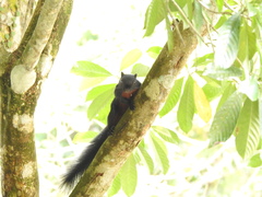 Callosciurus prevostii pluto