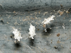 Philoponella congregabilis