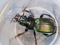 Megadromus antarcticus