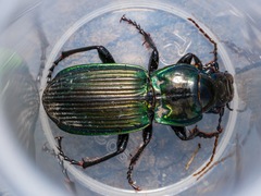 Megadromus antarcticus