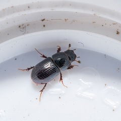 Calamosternus granarius