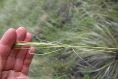 Stipa pennata