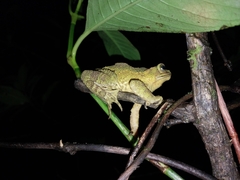 Incilius coniferus
