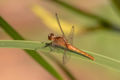 Rhodothemis lieftincki