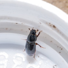 Calamosternus granarius