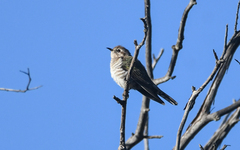 Chrysococcyx basalis
