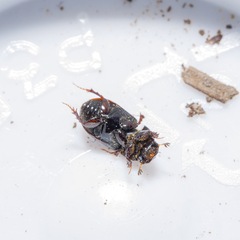 Calamosternus granarius