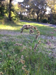 Chascolytrum subaristatum