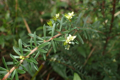 Micrantheum hexandrum