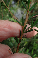 Micrantheum hexandrum