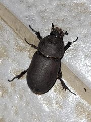Oryctes rhinoceros