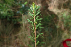 Micrantheum hexandrum