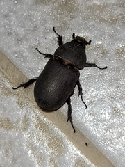 Oryctes rhinoceros