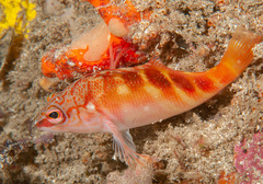 Hypoplectrodes maccullochi