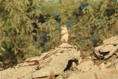 Ammospermophilus leucurus