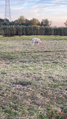 Ovis aries