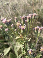 Erigeron acris podolicus