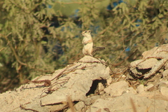 Ammospermophilus leucurus