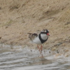 Elseyornis melanops