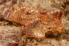 Aploactisoma milesii