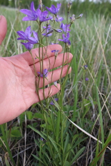 Campanula stevenii