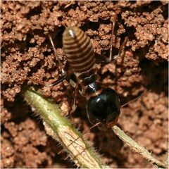 Hodotermes mossambicus